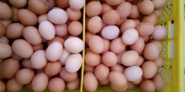 晨源生物——春季蛋壳发白的真正原因是什么？