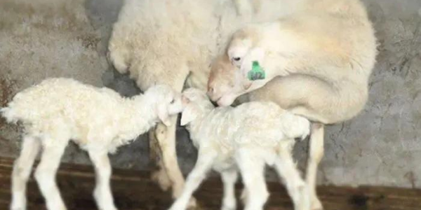 晨源生物——提高母羊年产羔数量的方案！