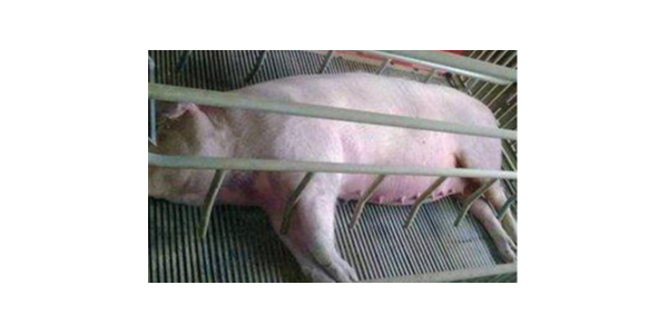 蓝耳发病抑免疫，猪群伤亡难养殖