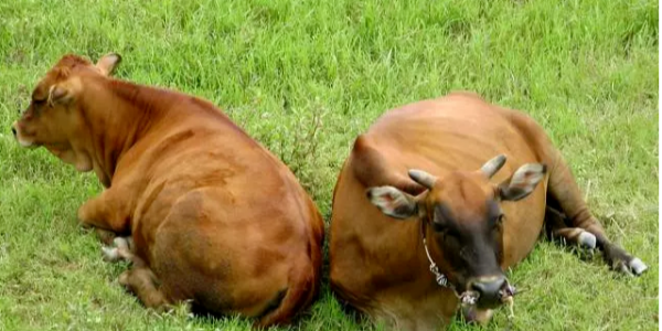 夏季高温炎热，如何防治牛流行热（三日热、暂时热）？