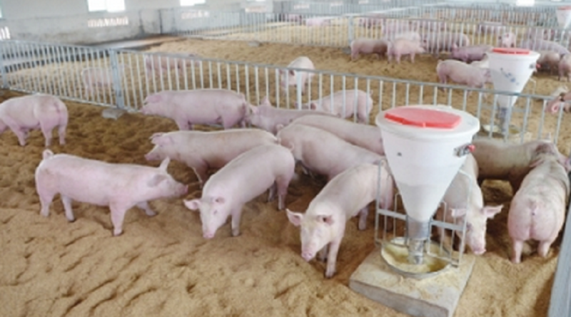 猪场养殖成本控制