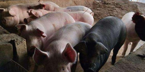 如何去辨别猪品种的好坏？