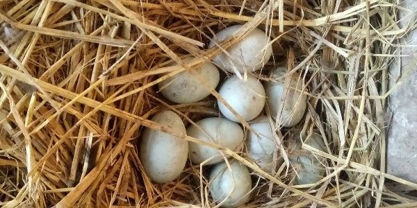 如何提高种鸭产蛋率-晨源生物