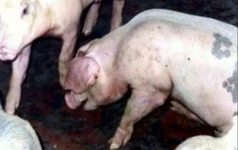 猪呼吸道疾病