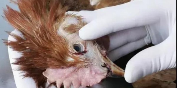 冬季鸡场管理知识——冷应激引起的鸡感冒症状