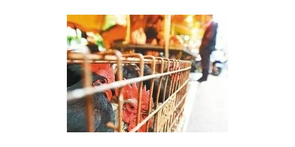 8月起合肥市区禁止活禽交易