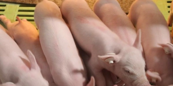 晨源生物养殖技术分享:刚买的小猪怎么养？