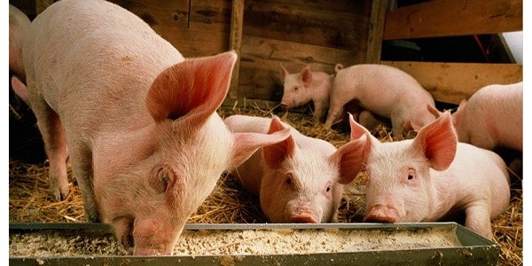 酷暑期猪群疫病多发的气候因素
