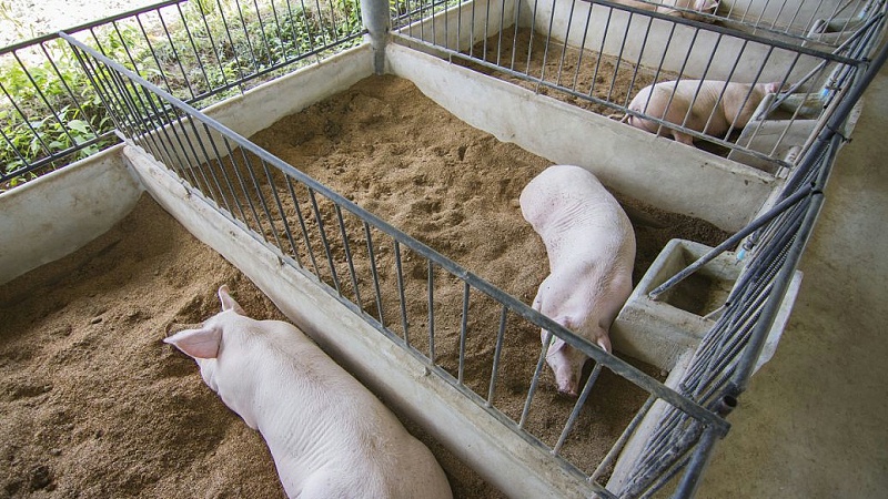 猪场生物安全体系管理