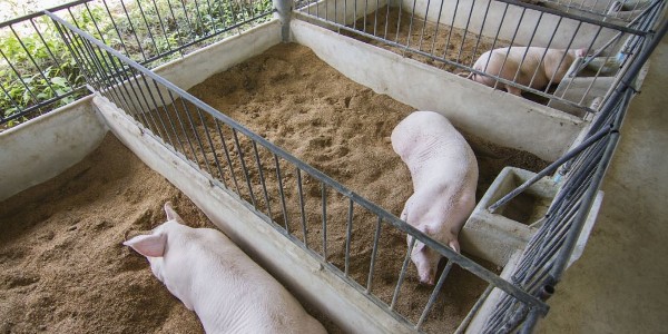 猪场生物安全体系管理之引种和隔离舍管理-晨源生物
