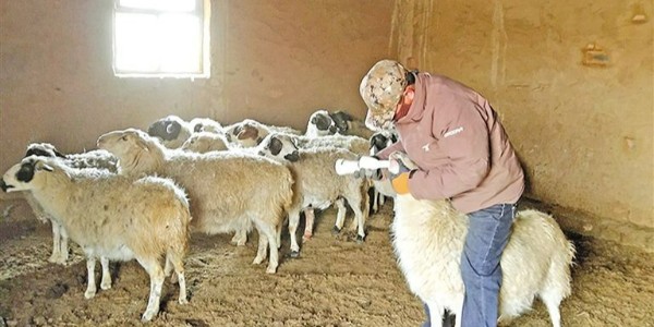 羊驱虫知识详解：各种类驱虫药分析及不同阶段羊的驱虫时间