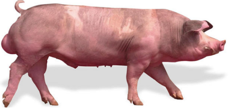 猪场产仔率低原因