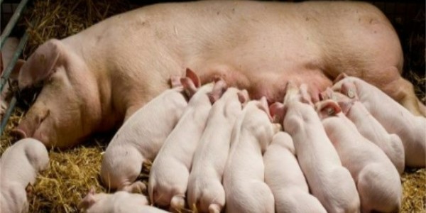 无抗养殖大势所趋，如何摆脱生猪养殖中对抗生素的依赖？晨源生物