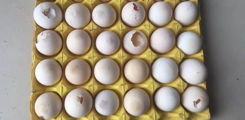 鸡产软壳蛋的主要原因