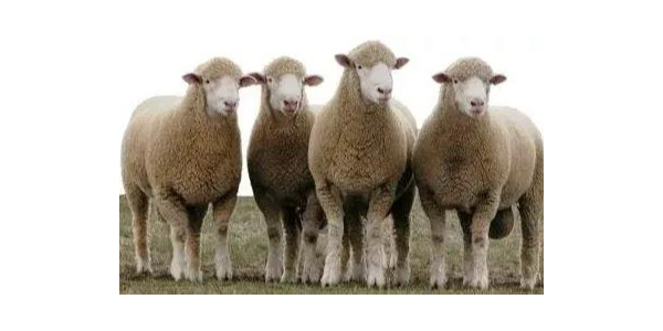 羊养殖知识必备——羊驱虫的正确方法|晨源生物
