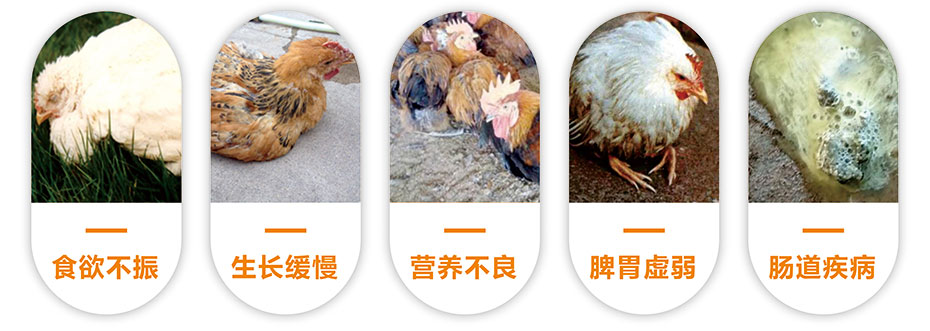 肉禽养殖中常见的问题