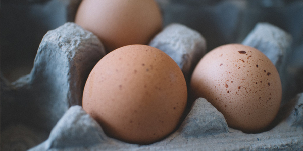 晨源生物分享提高产蛋率的方法