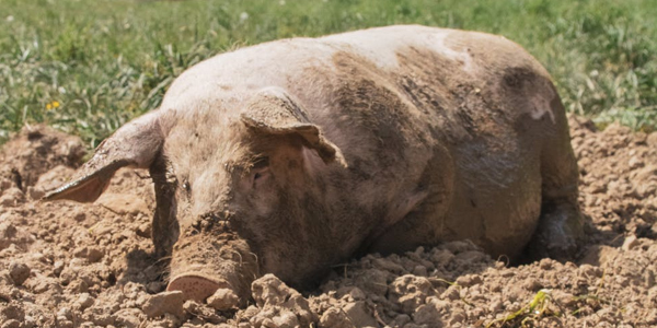 晨源生物告诉您母猪产死胎是什么原因造成的