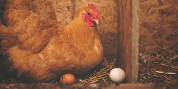如何延长蛋鸡产蛋高峰？