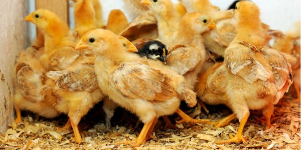 晨源生物碱——糖在家禽养殖中的到底有什么作用？
