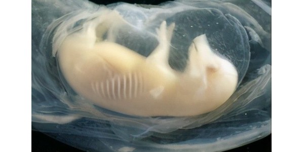晨源生物——母猪胚胎死亡三大高峰期及原因分析！