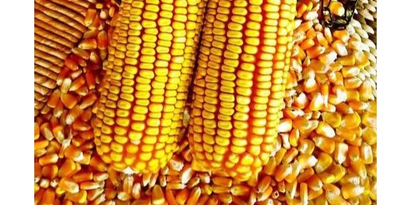 晨源生物——必看！中国计划今年将玉米播种面积提高66.7万公顷！