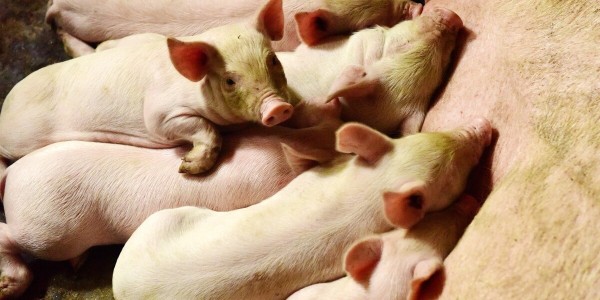 晨源生物——母猪初乳对猪场的重要性！