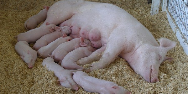 警惕！事关母猪及仔猪|母猪产程过长的危害