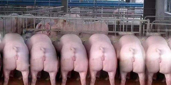 冬季养猪干货分享——掌握以下七大条，冬季养好猪！