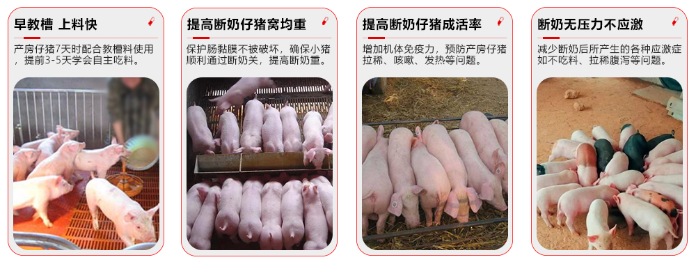 r全程勿忧-乳猪专用 产品功效esource/images/c44cf07c27db470c8466019888cb69f3_10.jpg