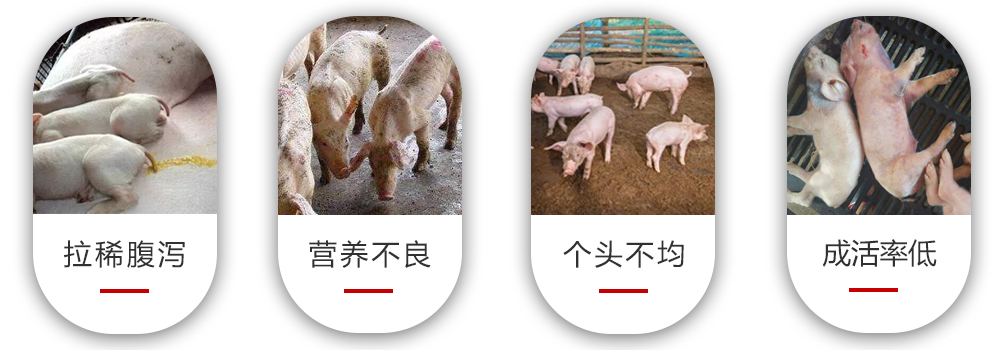 产房仔猪常见问题