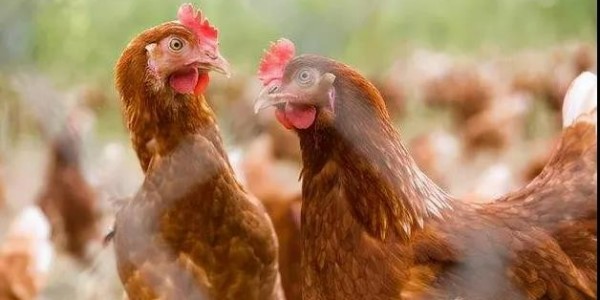 鸡肝脏有白点别忽视，有可能是霉菌性感染|晨源生物养殖知识