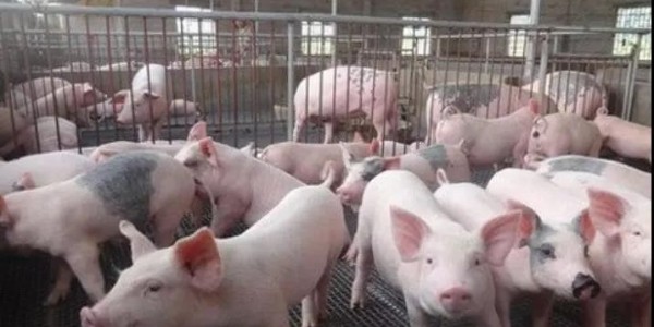农业农村部：春节生猪上市将增加！