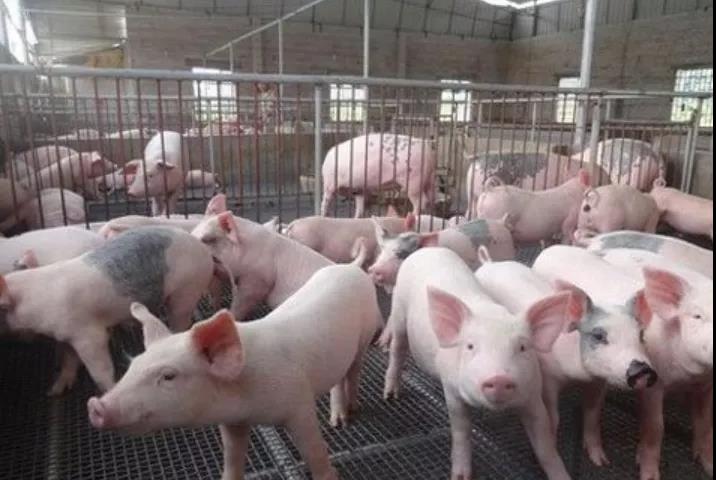 农业农村部：春节生猪上市将增加！