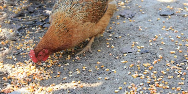 晨源生物家禽养殖技巧：新玉米可以喂鸡吗？