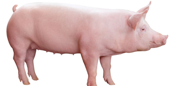 保育猪养殖基础知识-晨源生物