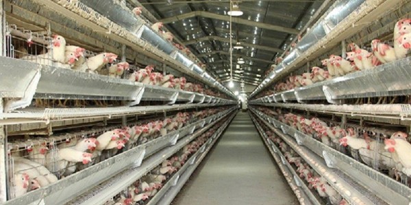 天气降温，养殖场如何预防鸡群的应激反应？