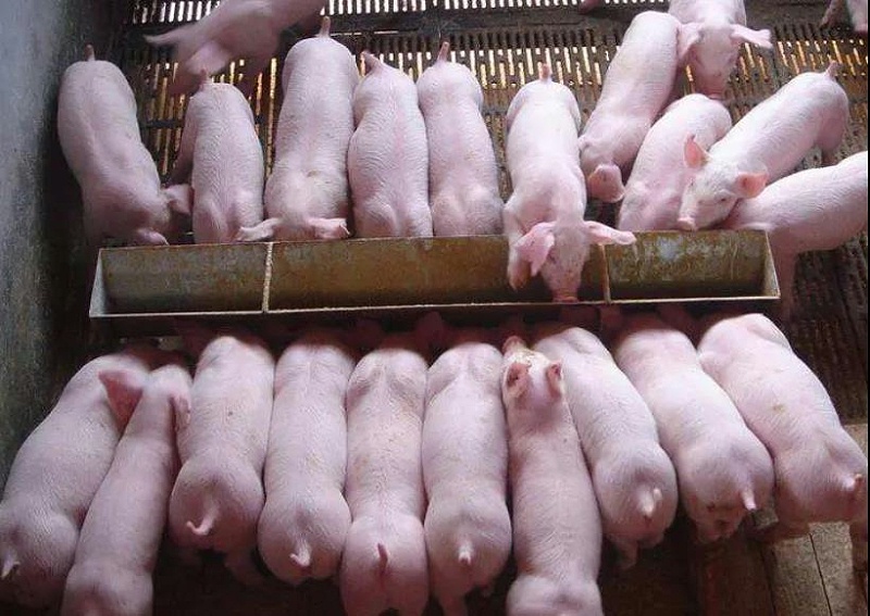 保育猪养殖知识