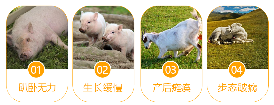 猪牛羊缺钙