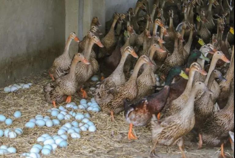 蛋鸭养殖技术