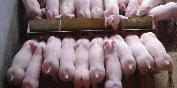 多雨季节猪场管理要点——猪丹毒感染的预防