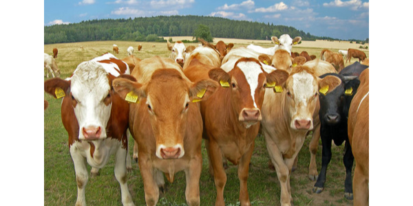 养牛过程中这些问题你遇见过吗？
