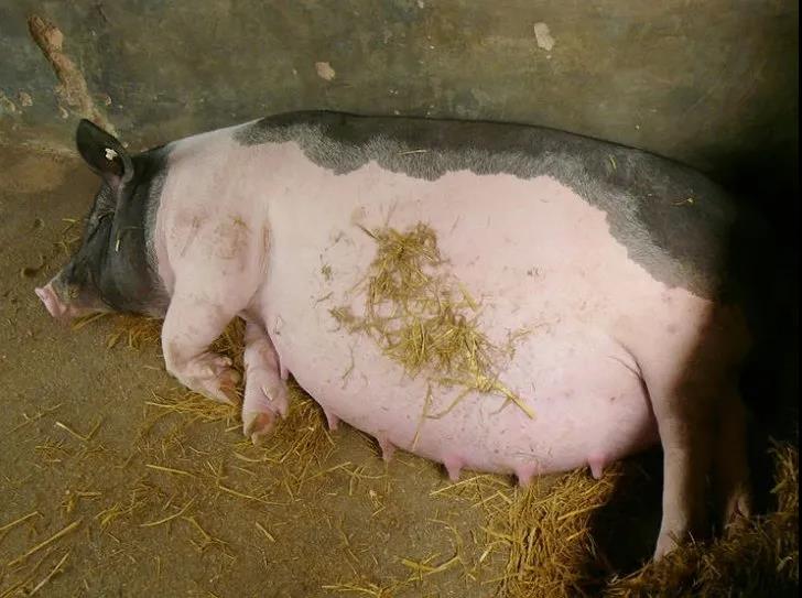 母猪保健饲料添加剂