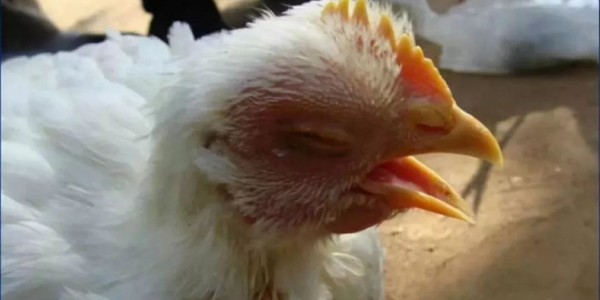 晨源生物——鸡群呼吸道疾病的发病途径及原因分析