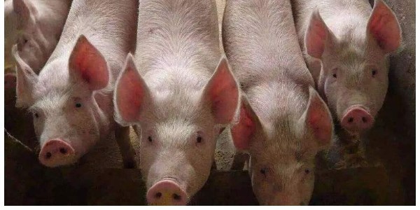 中国动物疫病预防控制中心关于印发《非洲猪瘟防控技术指南》的通知