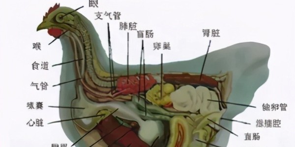 晨源生物——气温逐渐升高，鸡场肠道问题如何提前预防？