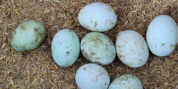 产蛋水禽“高产”之困扰，究竟如何突破？