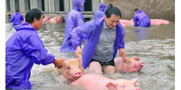 养殖知识——多雨时期养猪场管理的几点建议