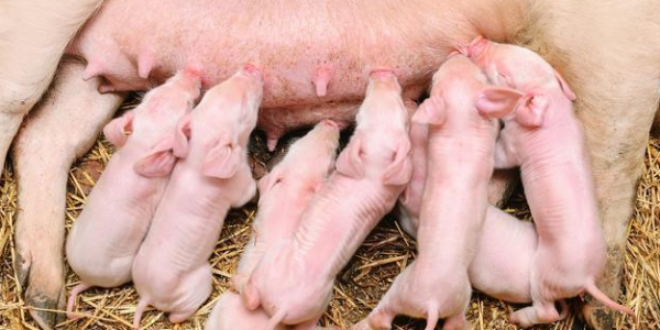 你知道母猪初乳的重要性吗？