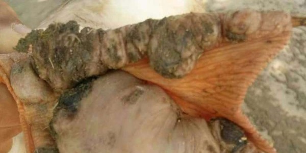 养殖水禽的朋友请注意：葡萄球菌引起的脚趾瘤问题别忽视|晨源生物
